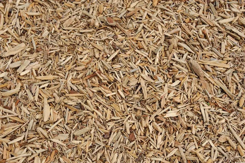 A close-up view of a pile of light brown wood chips scattered on the ground in Sumter, FL, showing various sizes and shapes of shredded wood pieces—ideal for any landscaper.