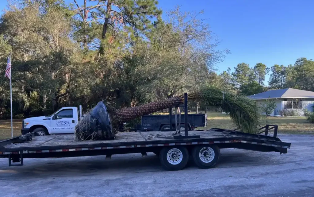 A large palm tree with its roots wrapped in burlap lies horizontally on a flatbed trailer, parked outdoors by a white truck and a single-story house surrounded by trees—a typical scene for a Landscaper Citrus project in Hernando County.