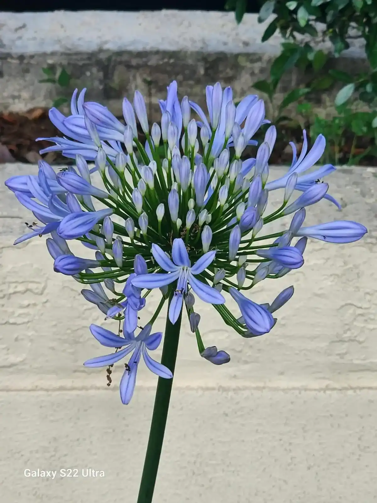 A close-up of a purple agapanthus flower with clustered buds and open petals, set against a cream-colored wall and blurred greenery in the background—captured by a Sumter, FL landscaper.