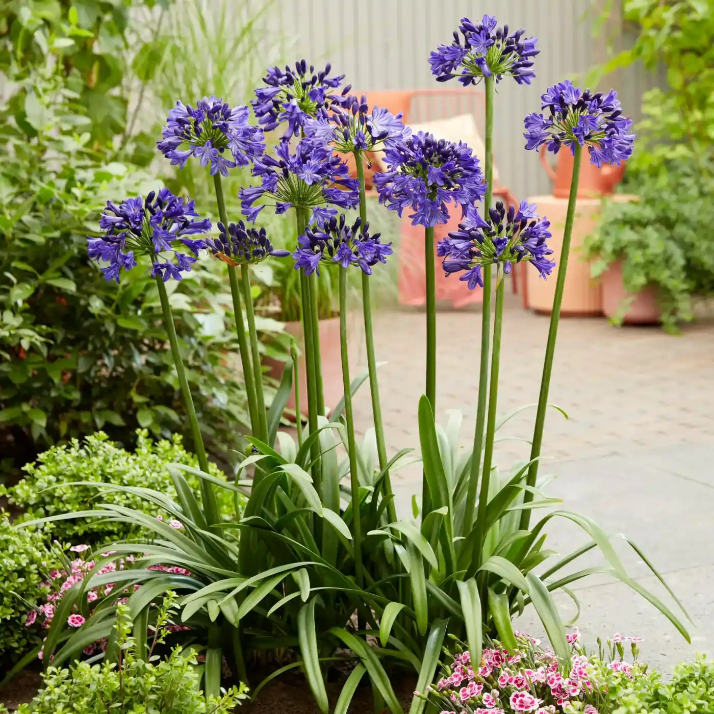 Tall green stems with clusters of vibrant purple flowers bloom in a garden designed by Landscaper Citrus, with leafy plants and pink flowers nearby, set against a patio with peach-colored chairs in sunny Hernando County.